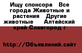 Ищу спонсора - Все города Животные и растения » Другие животные   . Алтайский край,Славгород г.